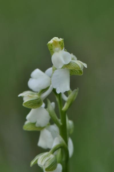 Anacamptis morio 16-05-2010 168.jpg